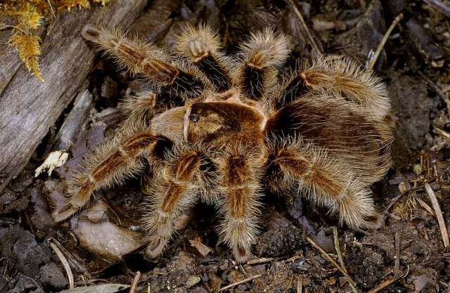 Tliltocatl sp., near albopilosus (Valerio 1980), female (pre-molt), Honduras