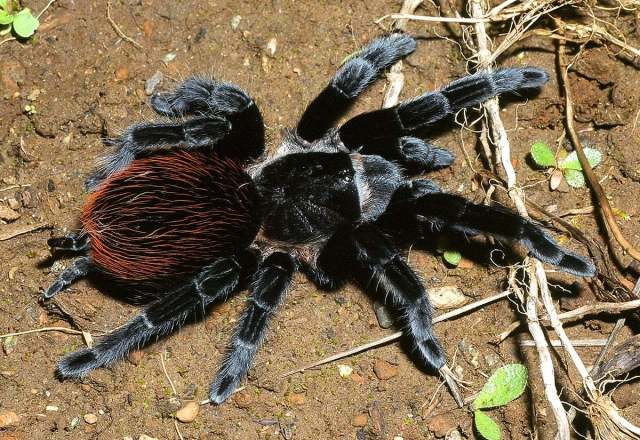 Tliltocatl vagans (Ausserer 1875), female, s. Mexico & Belize