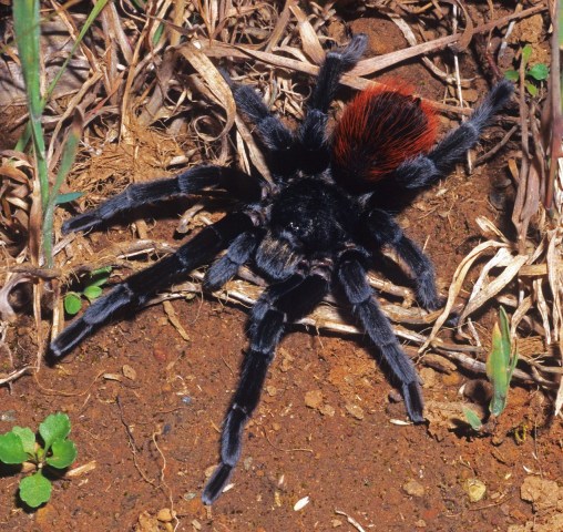 Tliltocatl vagans (Ausserer 1875), male, Belize