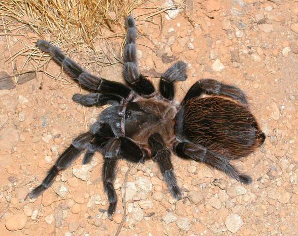 Tliltocatl verdezi (Schmidt, 2003), female, Mexico