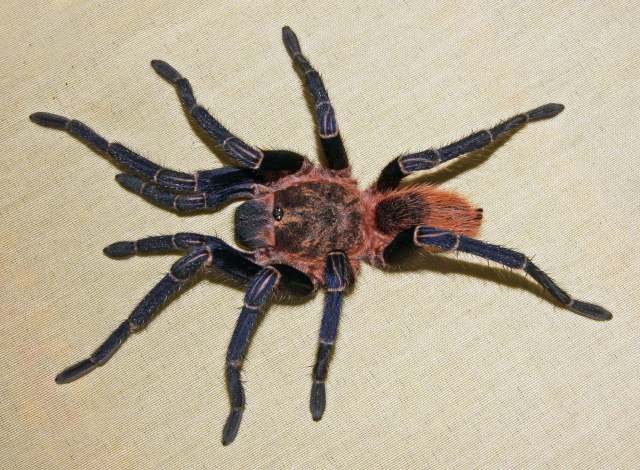Tmesiphantes sp., female (undescribed), Apurimac Region, Peru