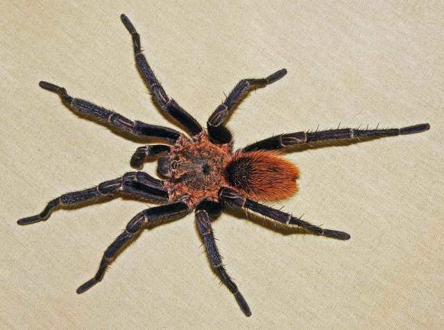 Tmesiphantes sp., male (undescribed), Apurimac Region, Peru