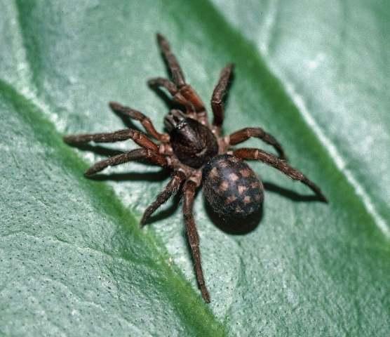 Trichopelma coenobita Simon, 1889, female, Trinidad Island, Caribbean