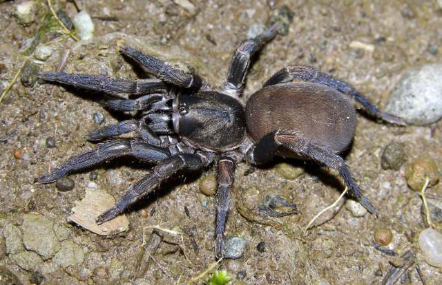 Trichopelma gabrieli Mori & Bertani, 2020, female, Baoruco Province, Dominican Republic