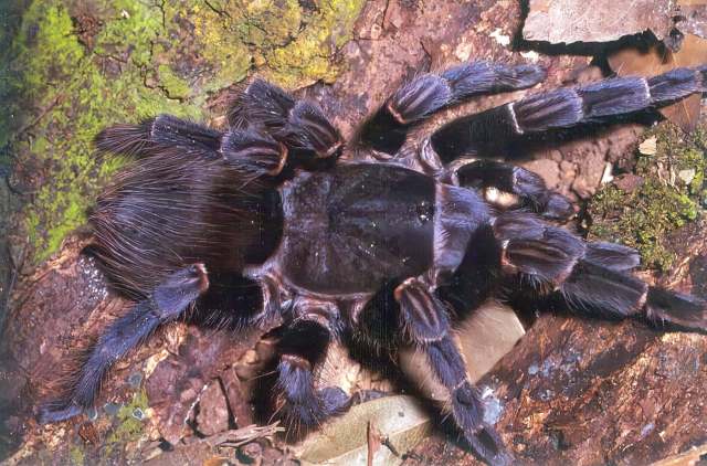 Vitalius longisternalis Bertani, 2001, female, Brazil. (Photo - R. Bertani)