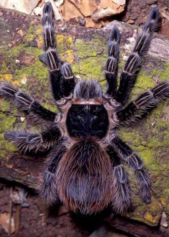 Vitalius wacketi (Mello-Leitao, 1923), female, Brazil. (Photo - R. Bertani)