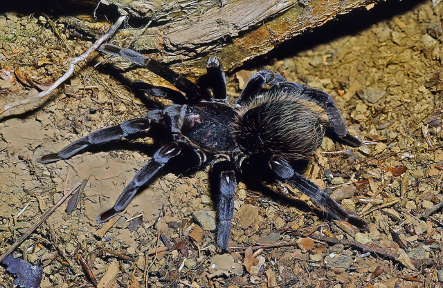 Xenesthis cf monstrosa Pocock, 1903, female, Colombia
