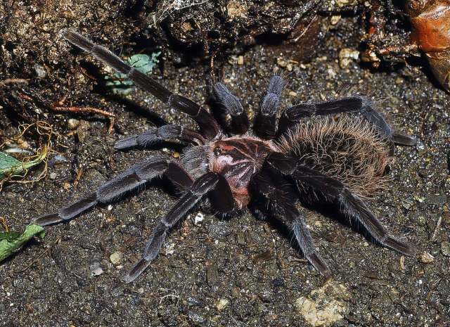 Xenesthis immanis (Ausserer, 1875), female, ne. Colombia, nw. Venezuela
