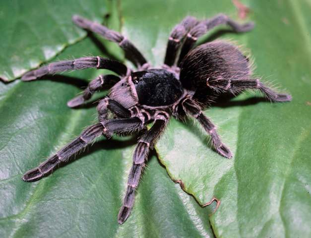Acanthoscurria cordubensis Thorell, 1894, female, Argentina