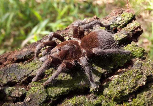 Acanthoscurria gomesiana Mello-Leit∆o, 1923, female, S∆o Paulo State, Brazil. (Photo - V. Ghirotto)