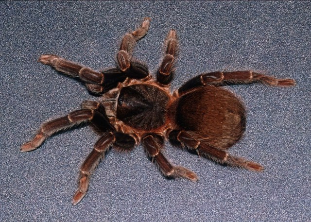 Acanthoscurria maga Simon, 1892, female, St. Lucia Island, West Indies. (Photo - J. Tits)