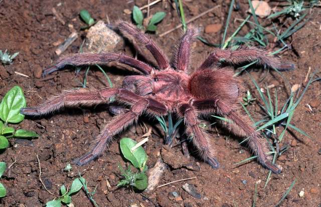 Acanthoscurria maga Simon, 1892, male, St. Lucia Island, Lesser Antilles