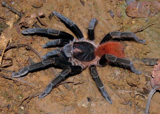 Acanthoscurria maga Simon, 1892, subadult female, St. Lucia Island