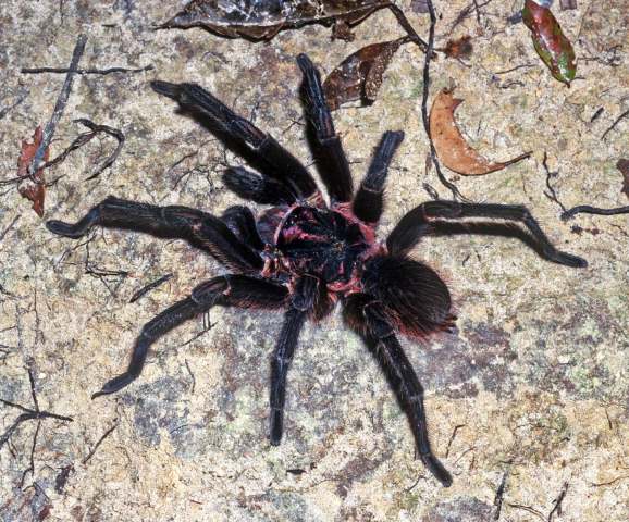Acanthoscurria natalensis Chamberlin, 1917, male, Amazonas State, Brazil
