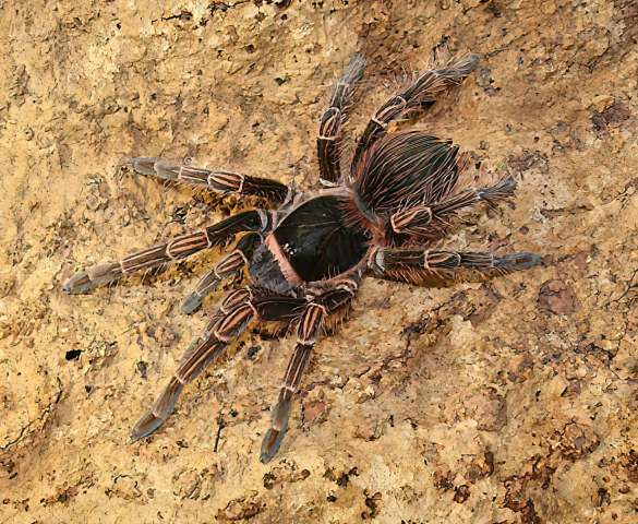 Acanthoscurria simoensi, Vol, 2000, female, French Guiana. (hoto - M. Gamache)
