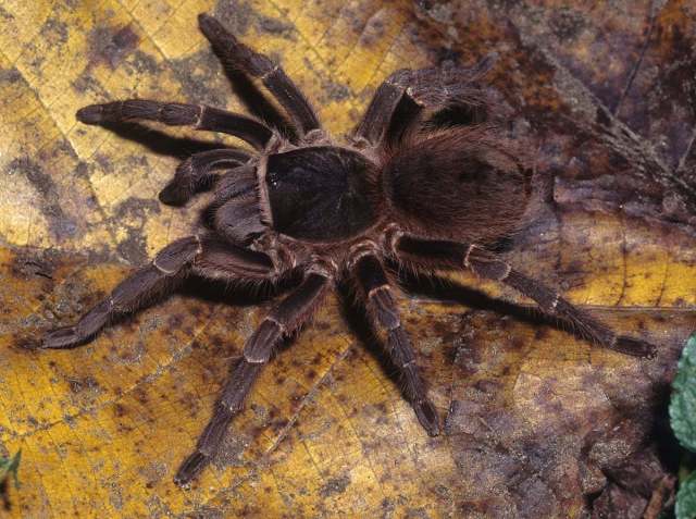 Acanthoscurria sp., female, Brazil