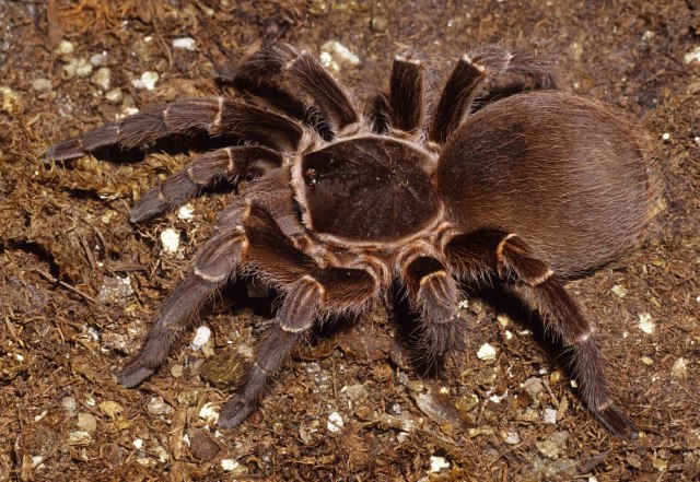 Acanthoscurria suina Pocock 1903, female (premolt), Argentina and Uruguay
