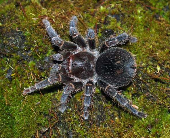 Agnostopelma tota Perez-Miles & Weinmann 2010, female, Colombia. (Photo - E. Ythier)
