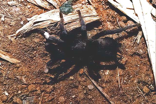 Annandaliella or Plesiophrictus sp., female [white metatarsi I], Mumbai region, India (Photo - D. Khandal)