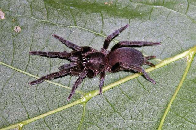 Annandaliella pectinifera Gravely, 1935, female, Tamil Nadu State, India