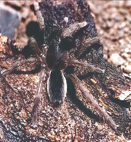 Annandaliella sp., female, Dandeli forest, Karnatak State, India. (Photo - D. Khandal)