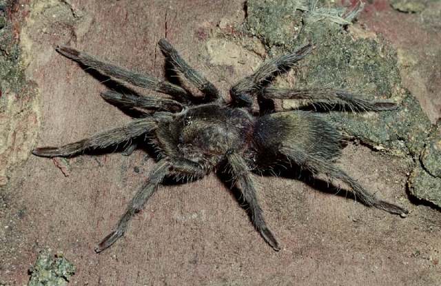 Annandaliella sp., female, w. India
