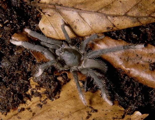 Annandaliella sp. [poss. travancorica Hirst 1909], female, India (Photo - S. Huber)