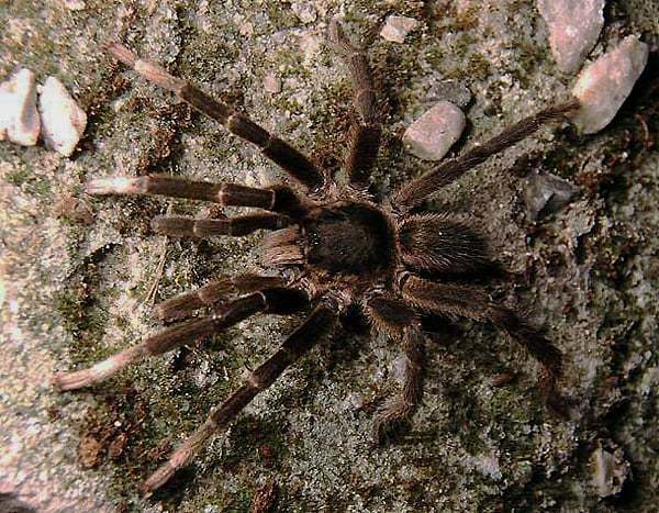 Annandaliella sp. [poss. travancorica Hirst 1909], male, Goa, India (Photo - S. Huber)