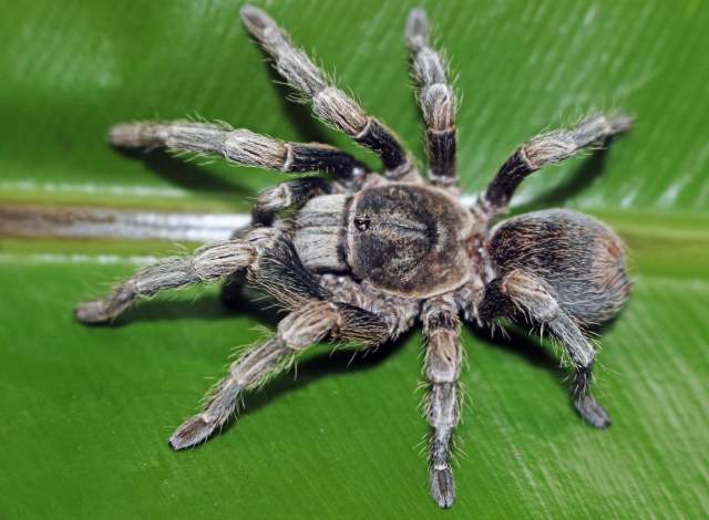 Antikuna urayrumi Ferretti, Kaderka & West, 2021, female 'in situ', Huarochiri Province, Peru. Photo - M. Valladares)