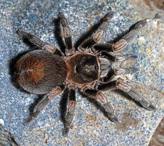 Antikuna valladaresi Ferretti, Kaderka & West, 2021, female 'in situ', Huarochiri Province, Peru. (Photo - M. Valladares)