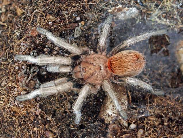 Antikuna valladaresi Ferretti, Kaderka & West, 2021, male, [4800 M], Huarochiri Province, Peru. (Photo - M. Valladares)