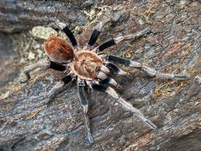 Antikuna valladaresi Ferretti, Kaderka & West, 2021, male 'in situ', Huarochiri Province, Peru. (Photo - M. Valladares)