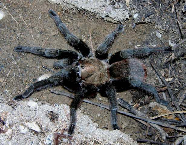 Aphonopelma anax (Chamberlin, 1940), female, Nuevo Leon, Mexico