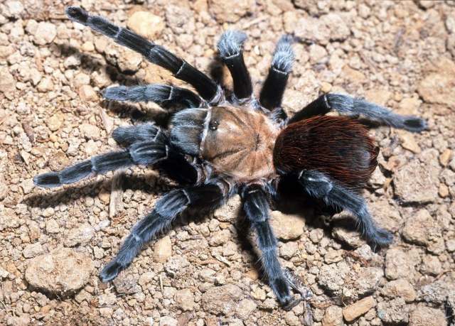Aphonopelma anax (Chamberlin, 1940), female, Zapata County, Texas, USA