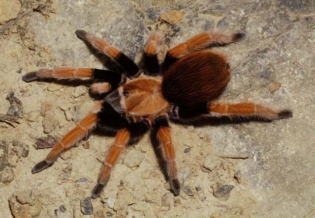 Aphonopelma bicoloratum Strunchen et al. 1996, female (pre-molt), e. Michoacan and w. Guerrero State, Mexico