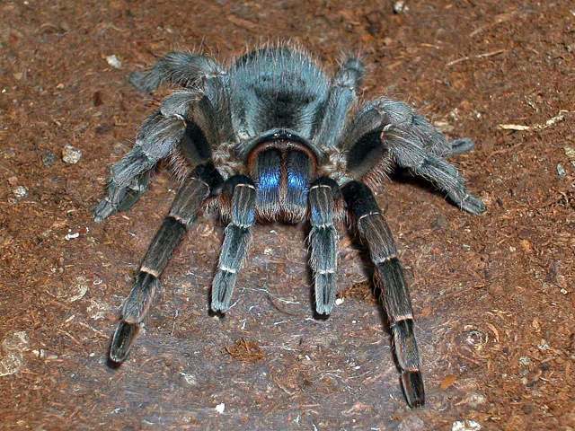 Aphonopelma burica Valerio, 1980, female [post-molt 'blue fang' view], Guanacaste, Costa Rica