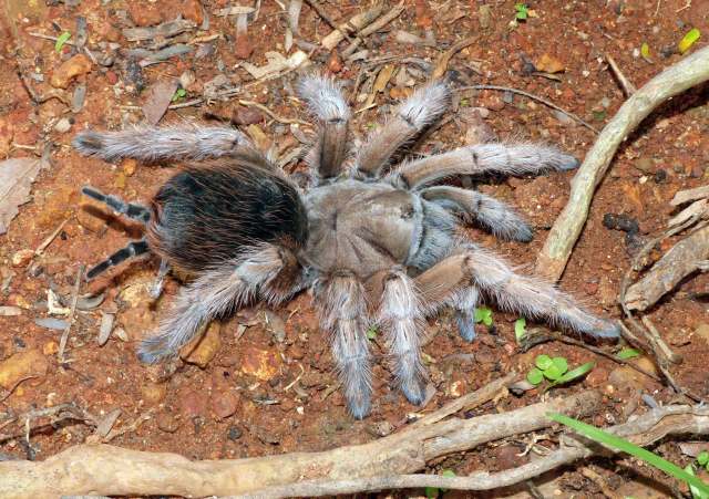 Aphonopelma chalcodes Chamberlin 1940, female (dark morph), Black Mtns., Arizona, USA