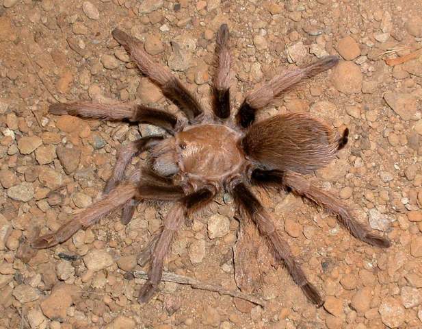 Aphonopelma chalcodes Chamberlin 1940, female (red morph), Bradshaw Mountains, Arizona, USA