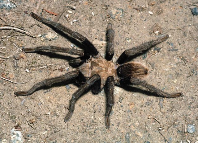 Aphonopelma chalcodes Chamberlin 1940, male, Tucson, Arizona, USA