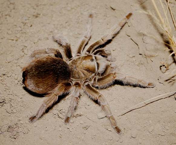 Aphonopelma helluo (Simon 1891), female, n. Baja California, Mexico