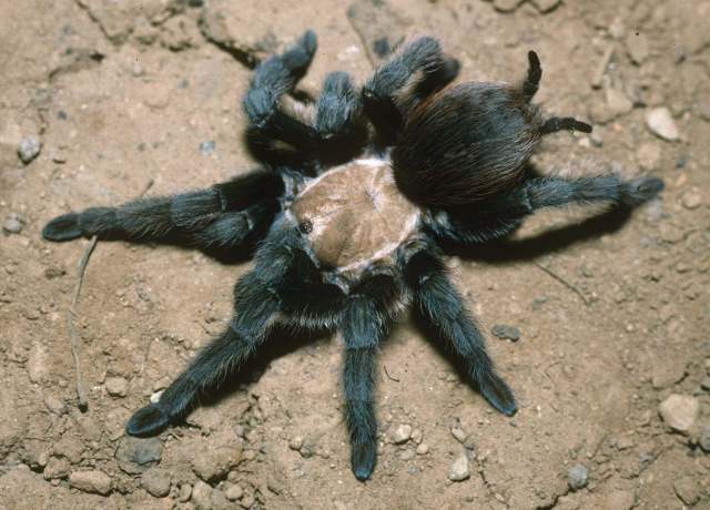 Aphonopelma hentzi (Girard 1852), female, Denver, Colorado, USA