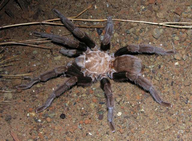 Aphonopelma hentzi (Girard 1852), male, Bingham, New Mexico, USA