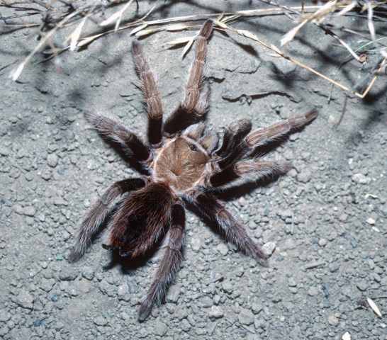 Aphonopelma iodius (Chamberlin & Ivie 1939), female, east of Wasatch Mtns., Utah, USA
