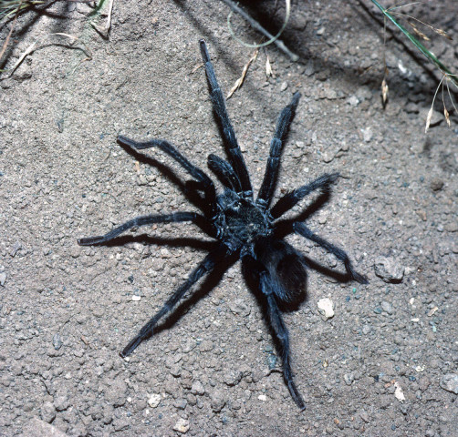 Aphonopelma joshua Prentice, 1997, male, Searchlight, Nevada, USA