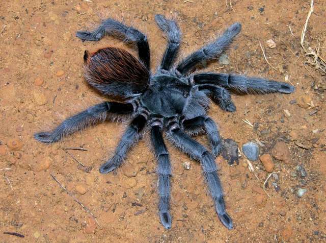 Aphonopelma marxi (Simon, 1891), female, Arizona, USA