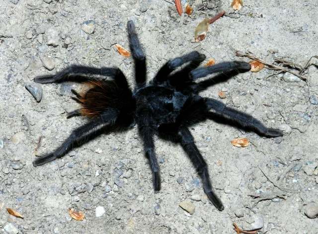 Aphonopelma marxi (Simon, 1891), male, Canyon de Chelly, Arizona, USA