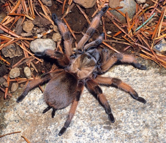 Aphonopelma moderatum (Chamberlin & Ivie, 1939), female, Texas, USA
