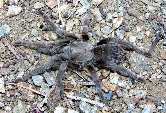 Aphonopelma mojave Prentice 1997, female, e. California and w. Nevada, USA