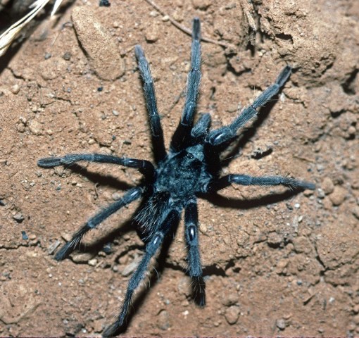 Aphonopelma mojave Prentice 1997, male, Searchlight, Nevada, USA