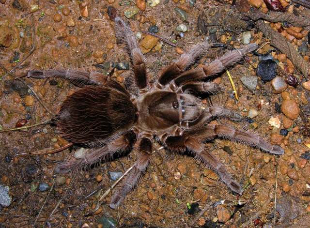 Aphonopelma nayaritum Chamberlin, 1940, female, Nayarit, Mexico